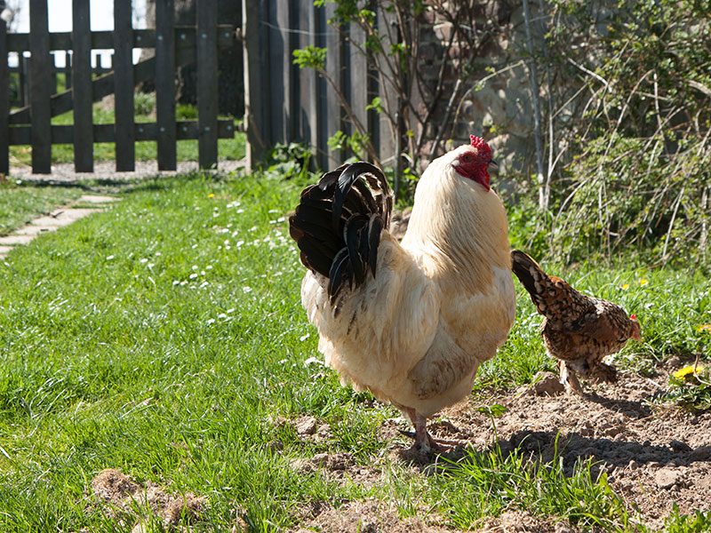 Ferme de Neubemp